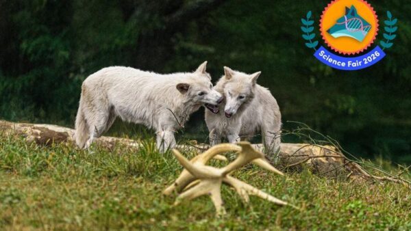 فراتر از بازسازی: تحول مهندسی ژنتیک در احیای گونه‌های منقرض‌شده توسط Colossal Biosciences