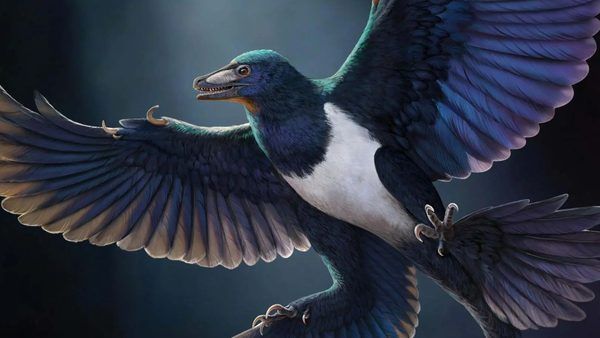 رمزگشایی از معماری تکامل پرواز: تحلیل کشف گونه جدید دایناسور Norellraptor در چین