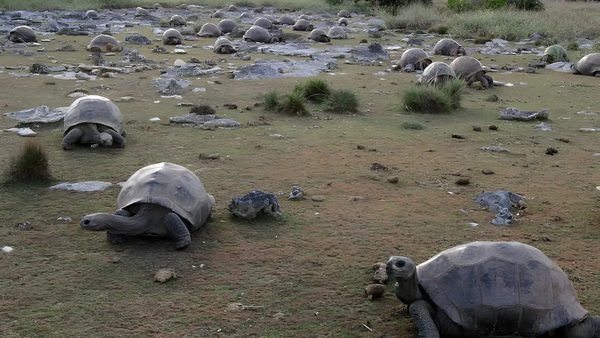 معماری احیای اکوسیستم: تحلیل داده‌محور بازگشت لاک‌پشت‌های آلدابرا در عصر داده‌های کلان