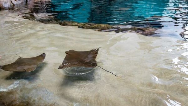 بررسی فنی اوبونتو 26.10 «Stonking Stingray»؛ گذار به سمت Rust و ادغام هوش مصنوعی