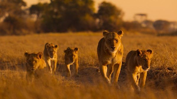 نگاهی عمیق به مستند Africa: Earth’s Wild Home؛ بازنمایی تنوع زیستی قاره سیاه در قاب فناوری نشنال جئوگرافیک