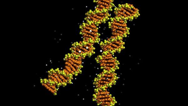 رمزگشایی از معماری داده‌های زیستی: مشاهده ساختار زیپ‌مانند DNA و نقش یون‌ها در فشرده‌سازی اطلاعات سلولی
