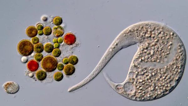 حذف برنده رقابت Nikon Small World به دلیل استفاده از هوش مصنوعی: بازنگری در مرزهای علمی و بصری